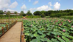 夏季出生的宝宝可以取这些夏意浓浓的名字