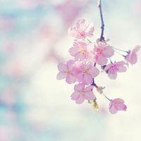 古诗词起名大全