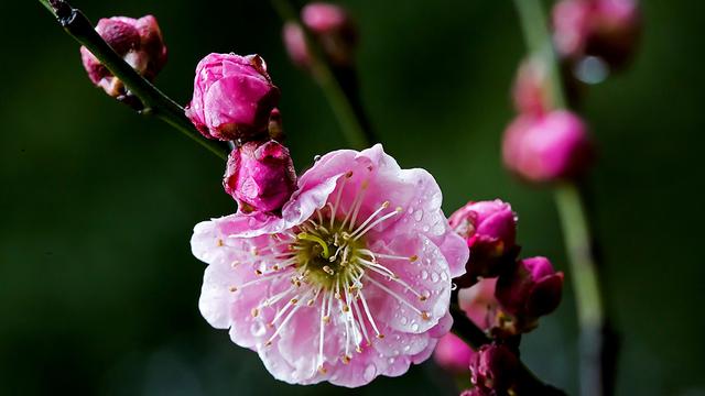 10个带珍字顶天立地的小孩名，小众淡雅